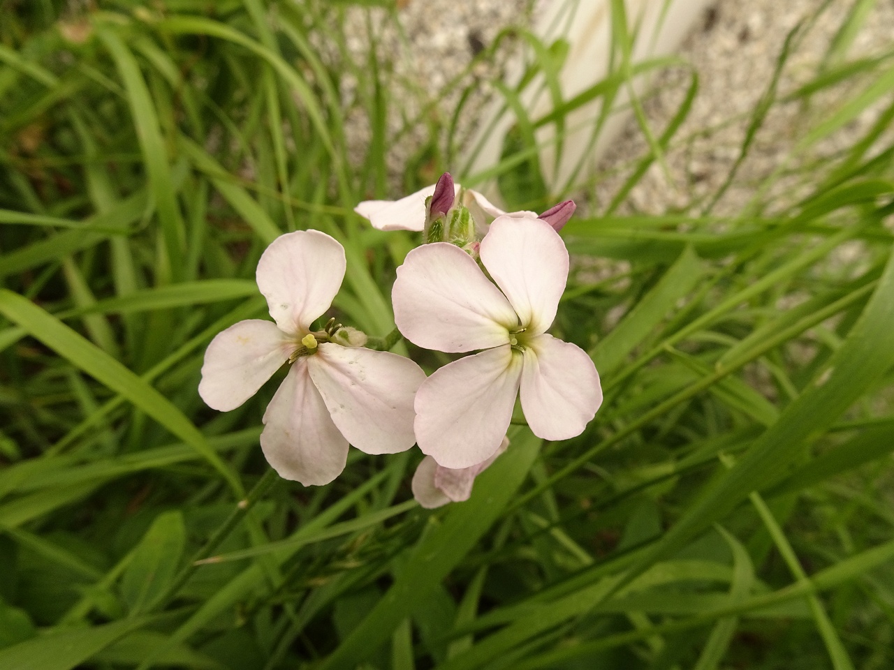 Cardamine pratensis subsp. angustifolia 22-Jul-19 _ 11_56_18