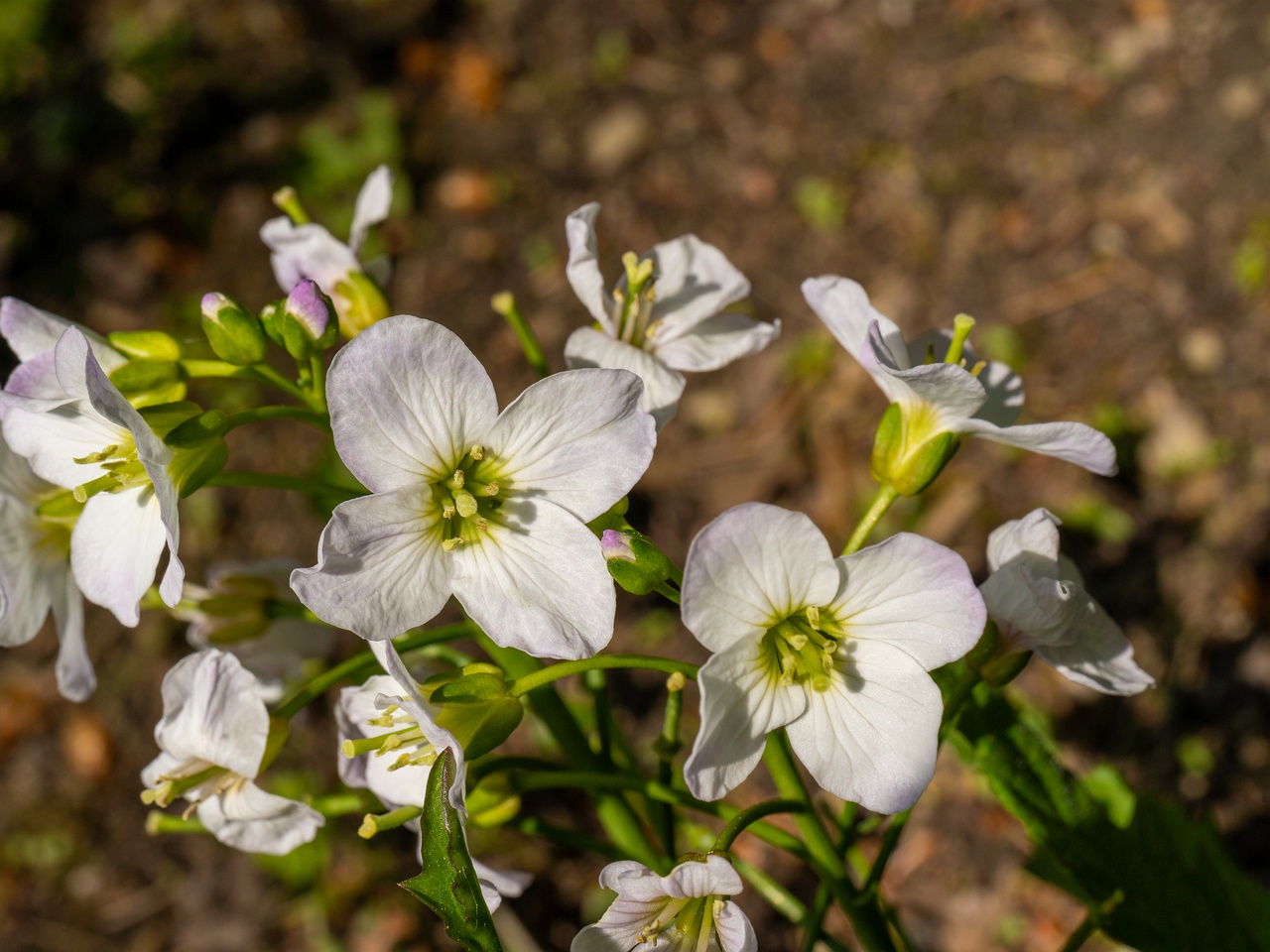 Cardamine pratensis _2025-06-01_1-1