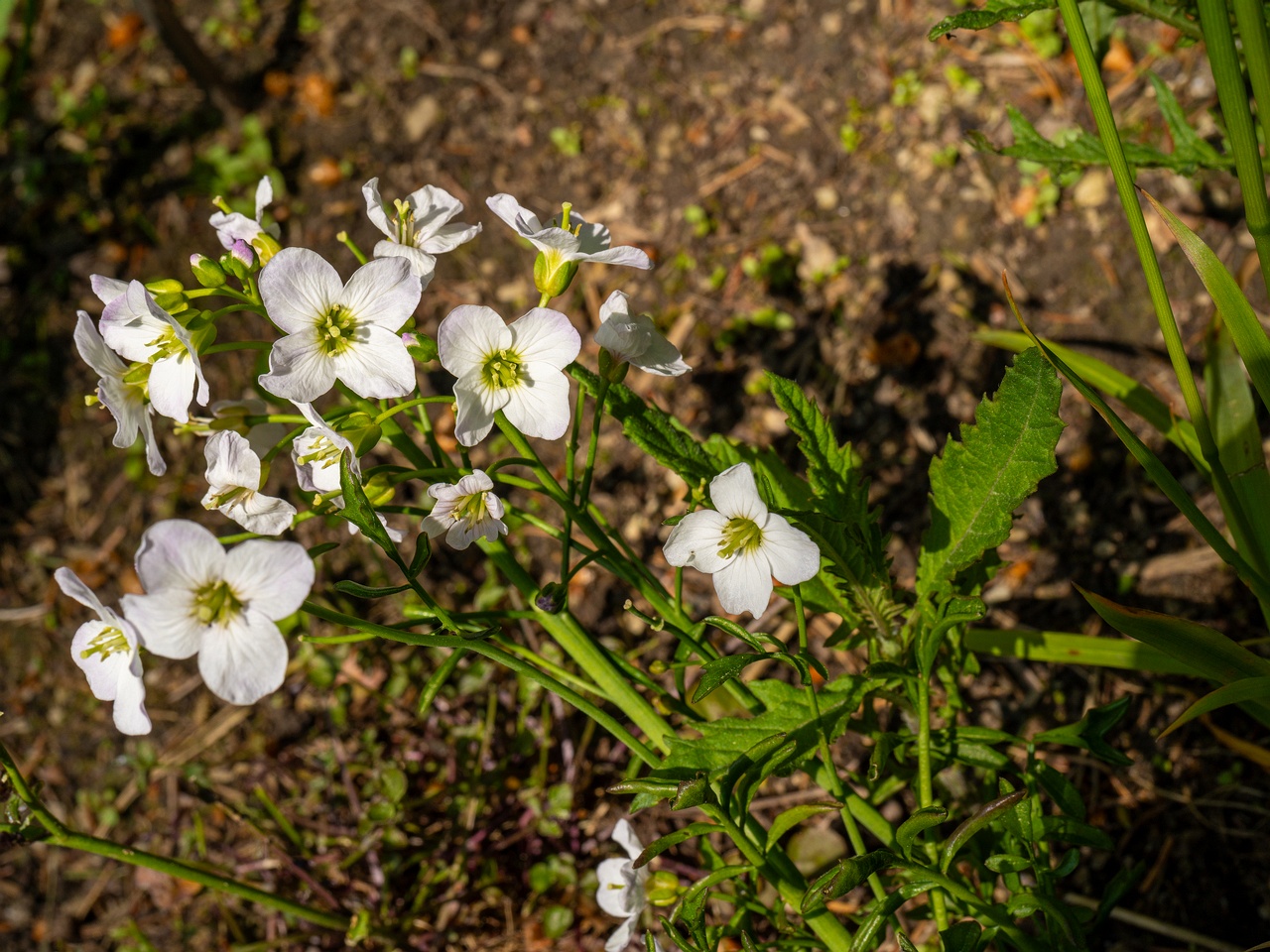 Cardamine pratensis _2025-06-01_1-3