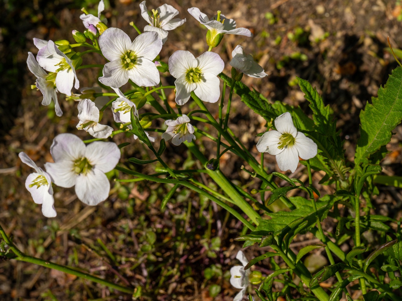 Cardamine pratensis _2025-06-01_1-4