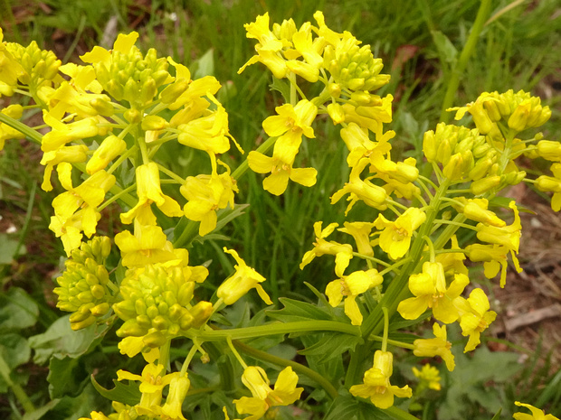 Сурепка обыкновенная - Barbarea vulgaris