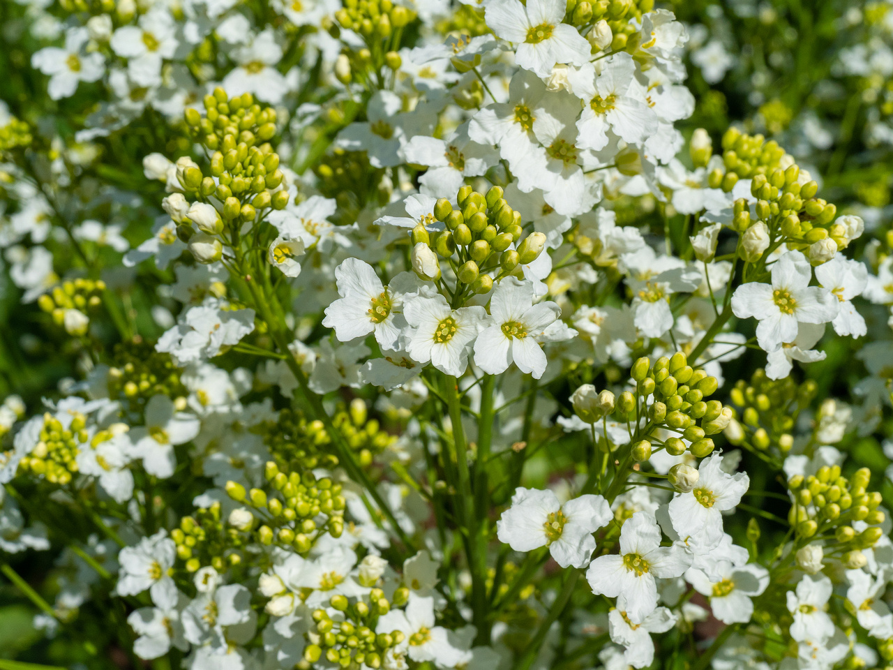 _tallinna_botaanikaaed_june-303565