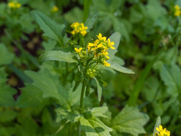 Гулявник лекарственный - Sisymbrium officinale