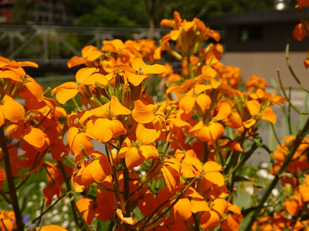 Желтушник душистый оранжевая форма - Erysimum odoratum f. auranticum