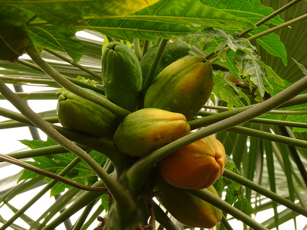 Карика папайя - Carica papaya