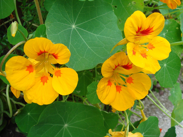 Настурция большая - Tropaeolum majus