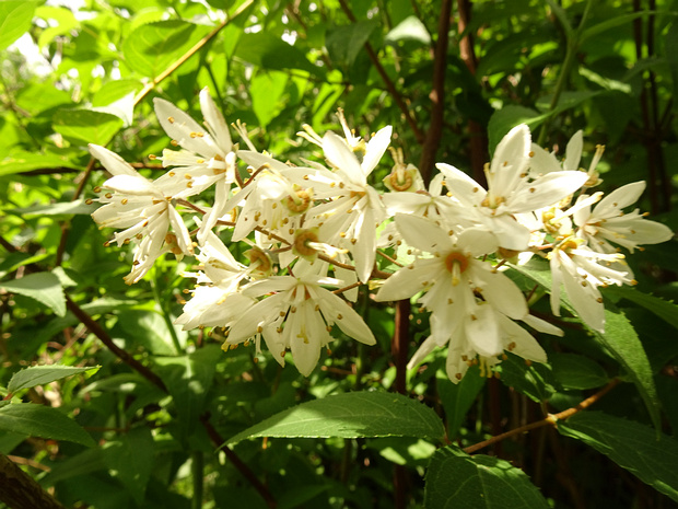 Дейция двуцветная - Deutzia discolor