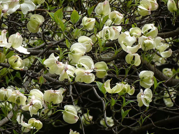 Кизил цветущий подвид городской - Cornus florida subsp. urbiniana