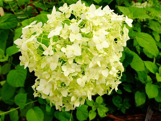 Гортензиевые - Hydrangeaceae Hydrangeaceae is a family of flowering plants in the order Cornales, with a wide distribution in Asia and North America,...