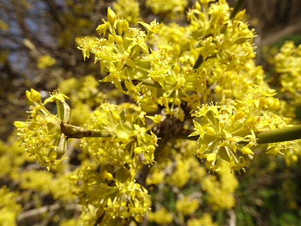 Кизиловые - Cornaceae Cornaceae is a cosmopolitan family of flowering plants in the order Cornales. It contains approximately 85 species in...