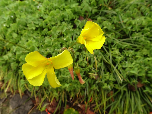 Кислица козья - Oxalis pes-caprae