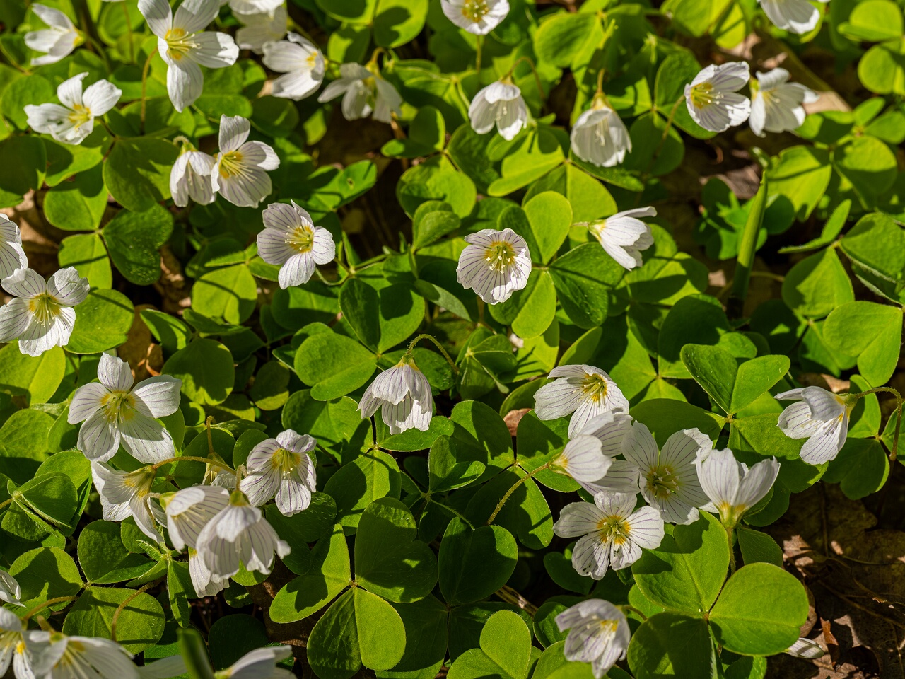 Oxalis acetosella _2026-05-08_1-2