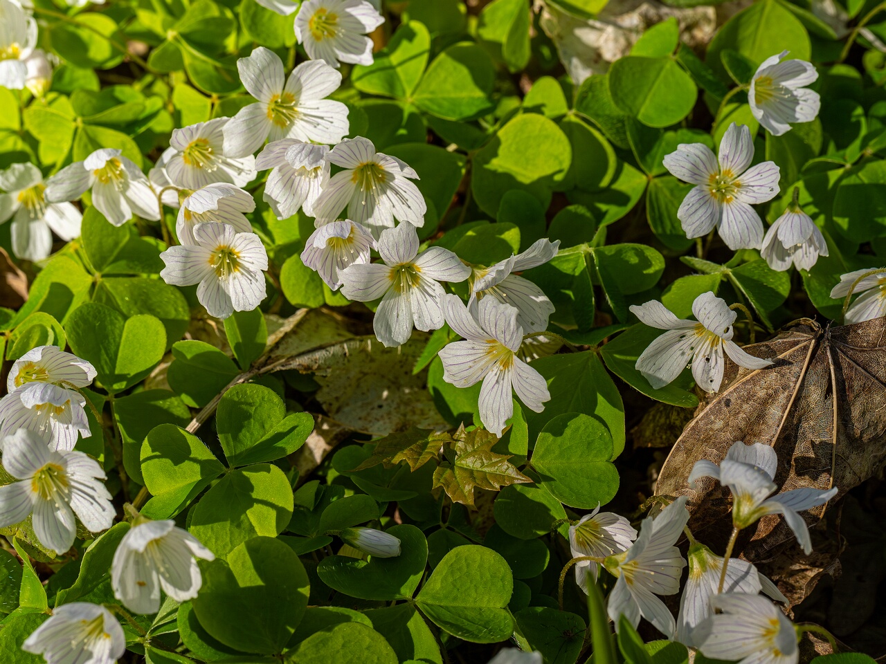 Oxalis acetosella _2026-05-08_1-4