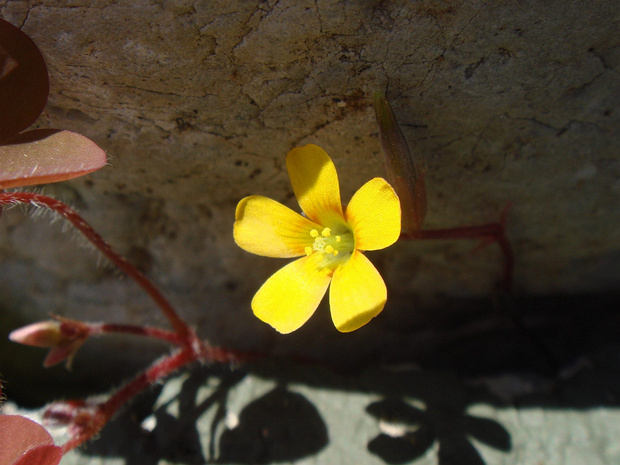 Кислица рогатая - Oxalis corniculata