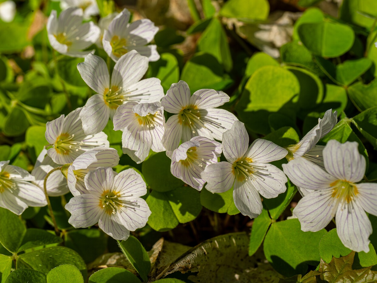 Кислица обыкновенная - Oxalis acetosella