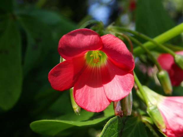 Кислица четырёхлистная - Oxalis tetraphylla