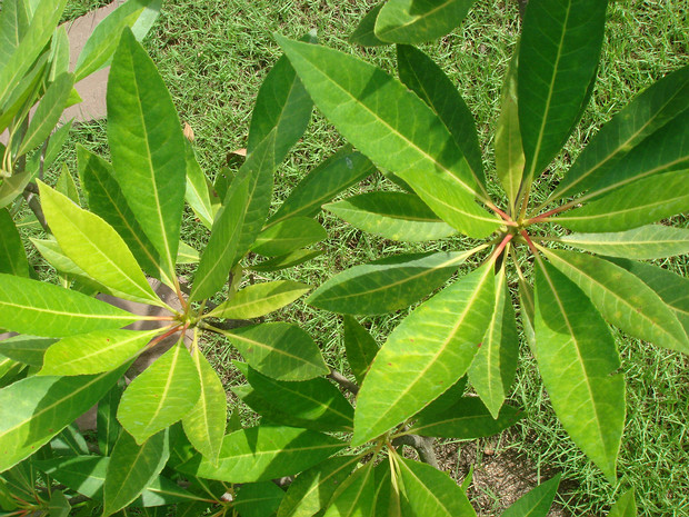 Элеокарпус большоцветковый - Elaeocarpus grandiflorus