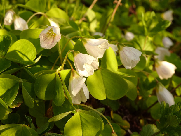 Кисличные - Oxalidaceae The Oxalidaceae, or wood sorrel family, are a small family of five genera of herbaceous plants, shrubs and small trees,...