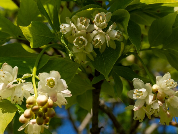 Клекачка перистая - Staphylea pinnata