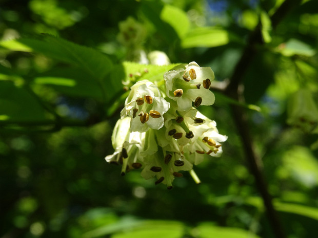 Клекачка трехлистная белая форма - Staphylea trifolia f.alba