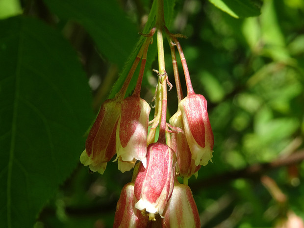 Клекачка трехлистная розоватая форма - Staphylea trifolia f.rosea