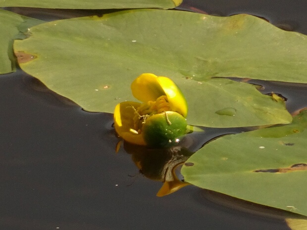 Кубышка желтая - Nuphar luteum