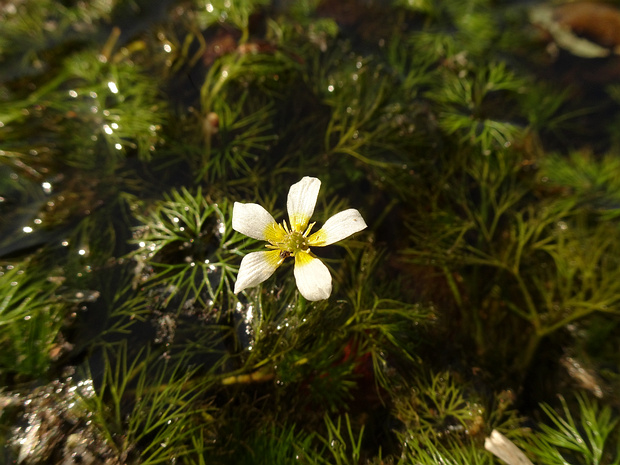 Кабомбовые - Cabombaceae The Cabombaceae are a family of aquatic, herbaceous flowering plants. The family is recognised as distinct in the...