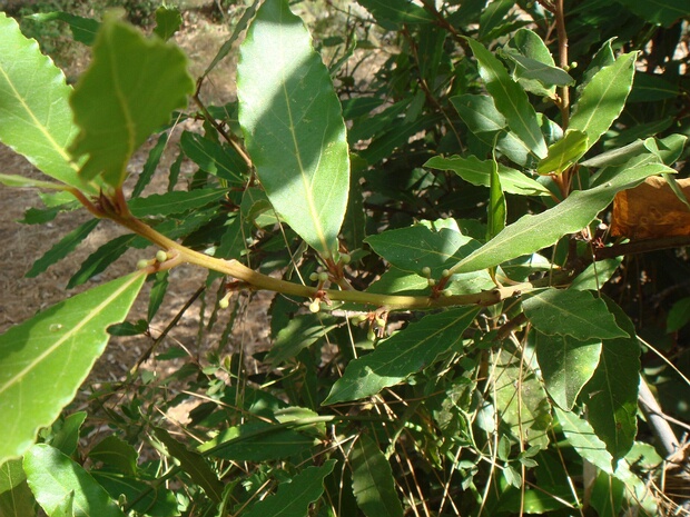 Лавр благородный - Laurus nobilis