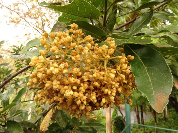 Лавровые - Lauraceae Lauraceae are the laurel family, that includes the true laurel and its closest relatives. This family of flowering...