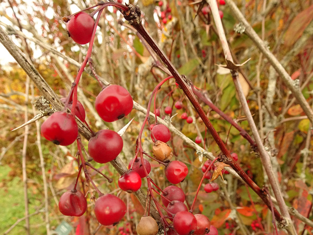 Барбарис корейский - Berberis koreana