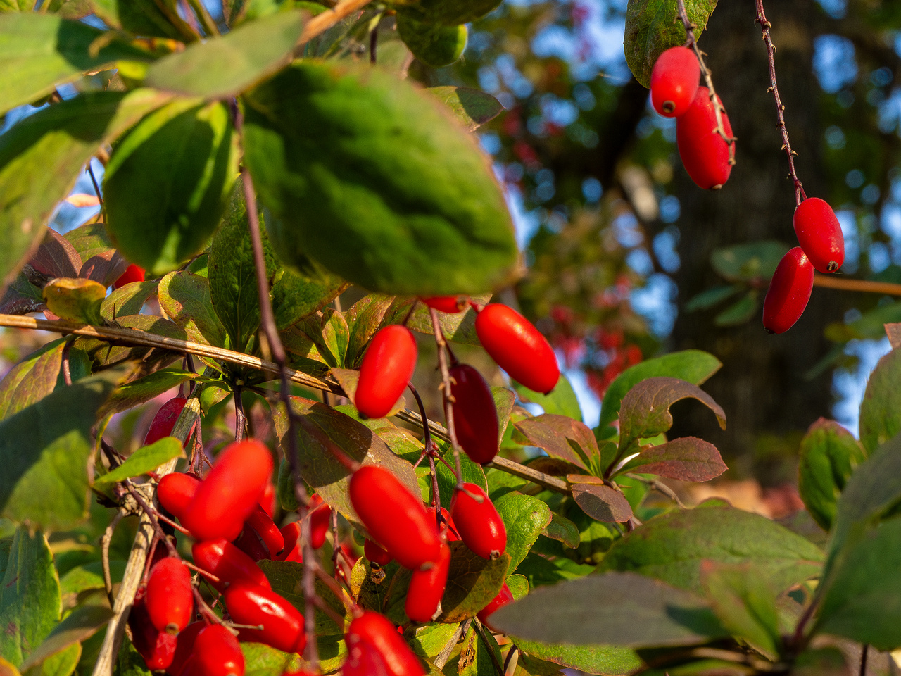 berberis-vulgaris_1-1