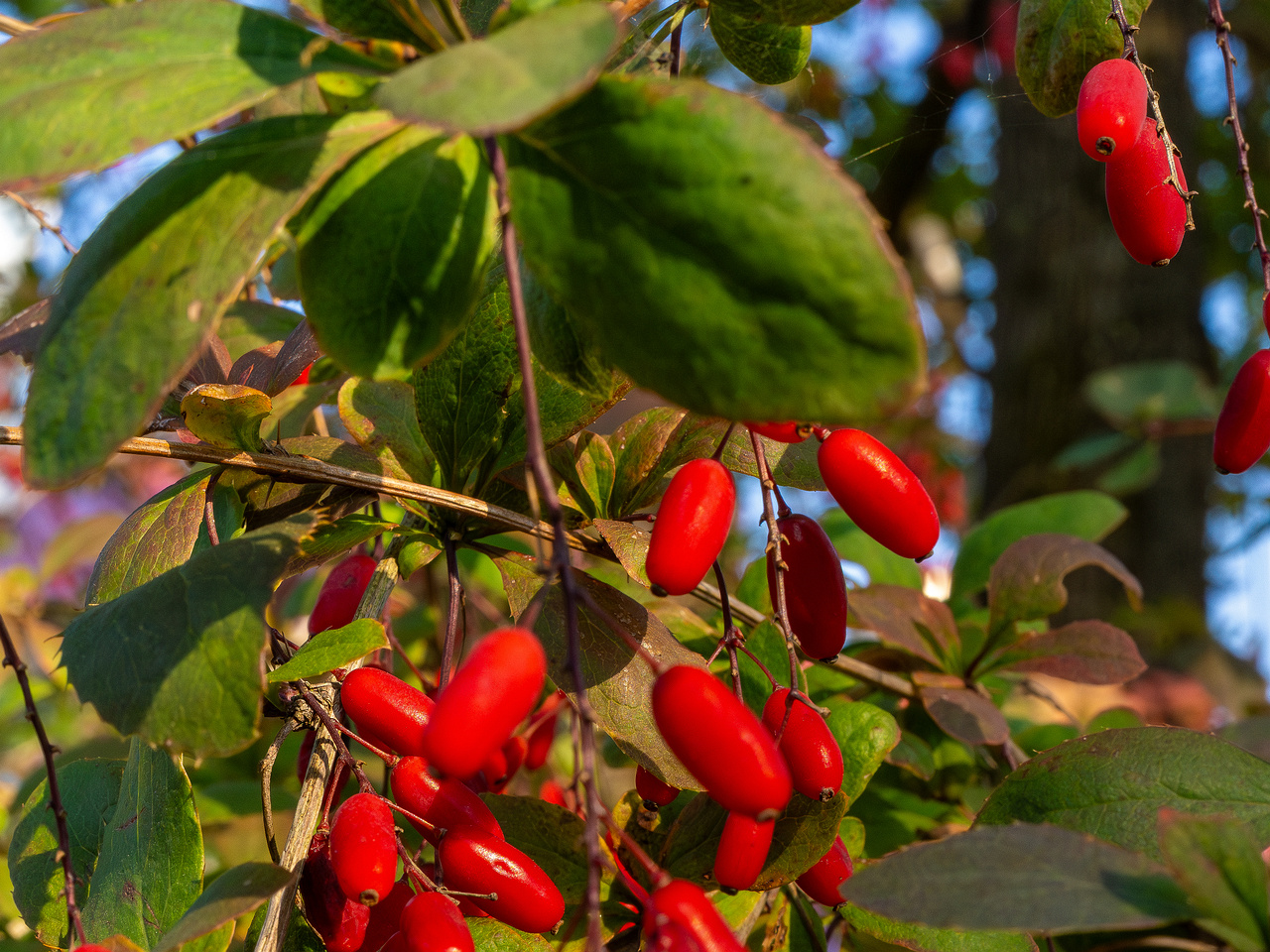 berberis-vulgaris_1-2