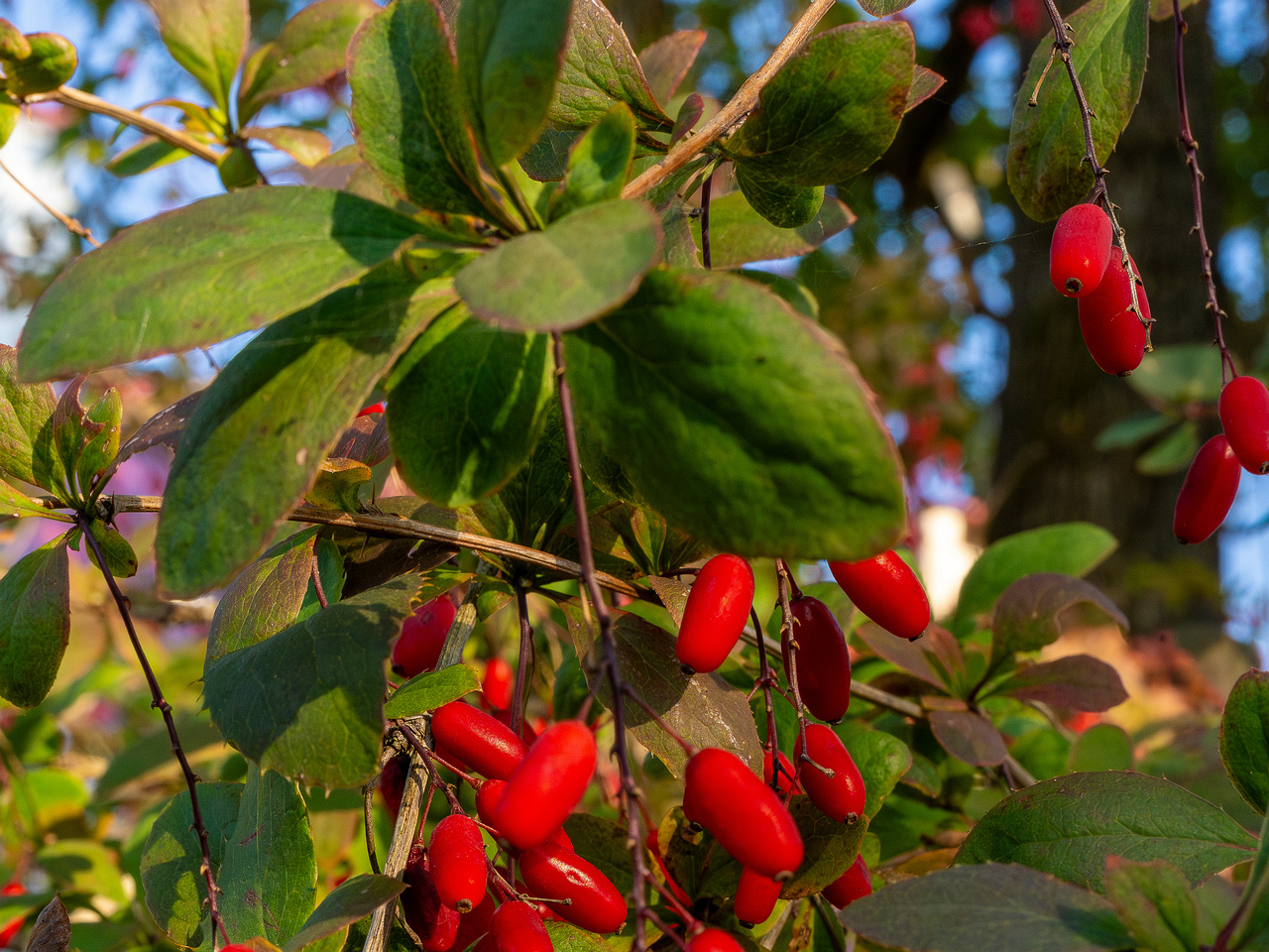 berberis-vulgaris_1-3