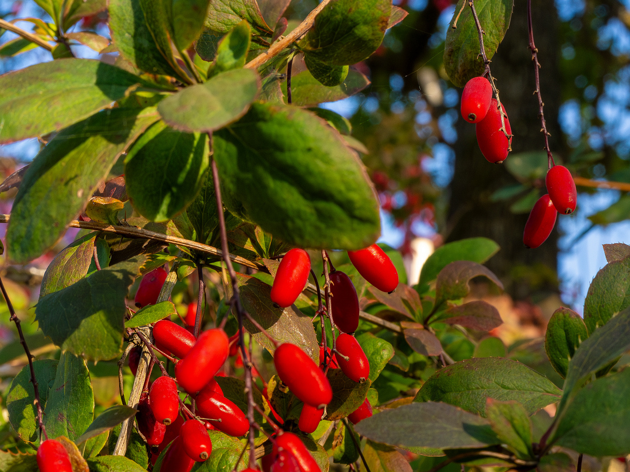 berberis-vulgaris_1-5