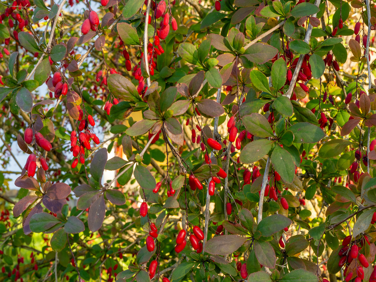 berberis-vulgaris_1-6