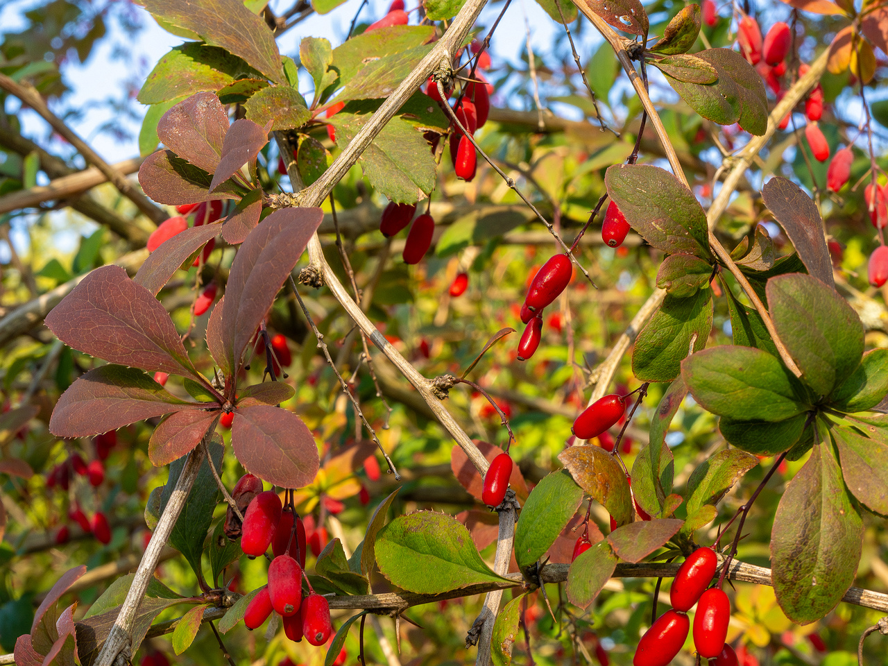 berberis-vulgaris_1-8