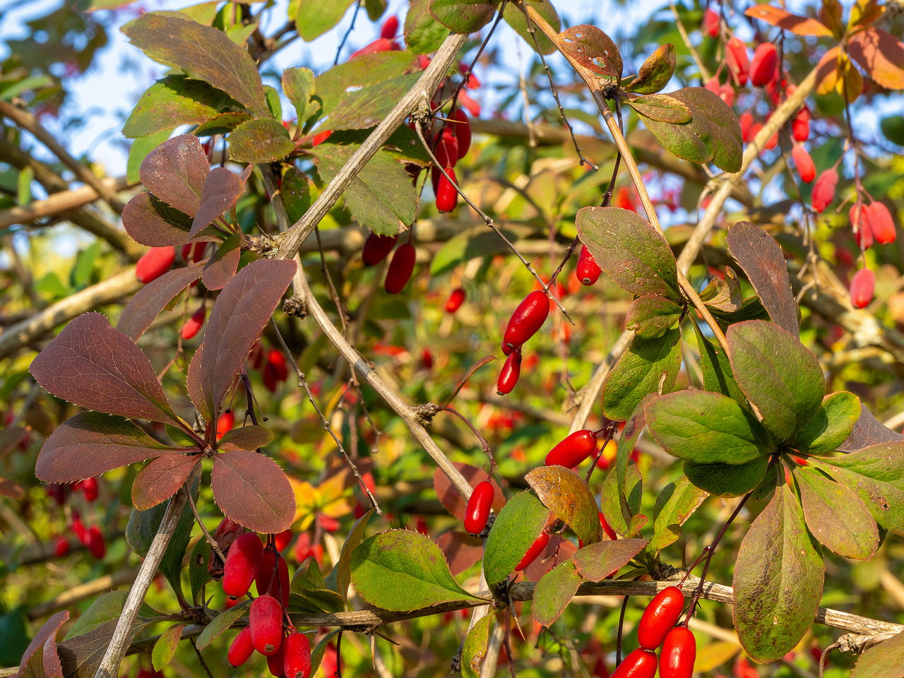 berberis-vulgaris_1-9