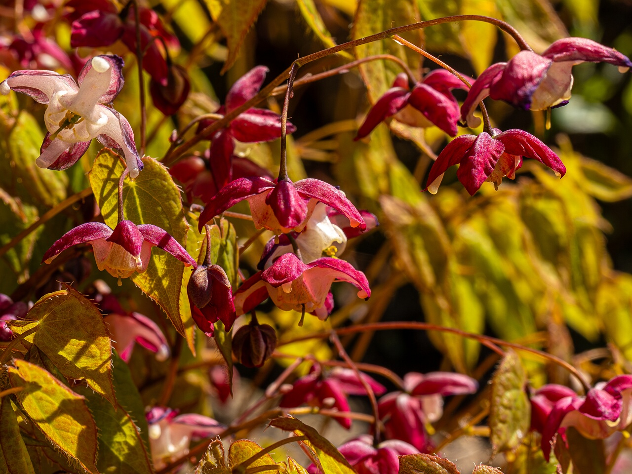 !Epimedium x rubrum _2026-05-08_1-6
