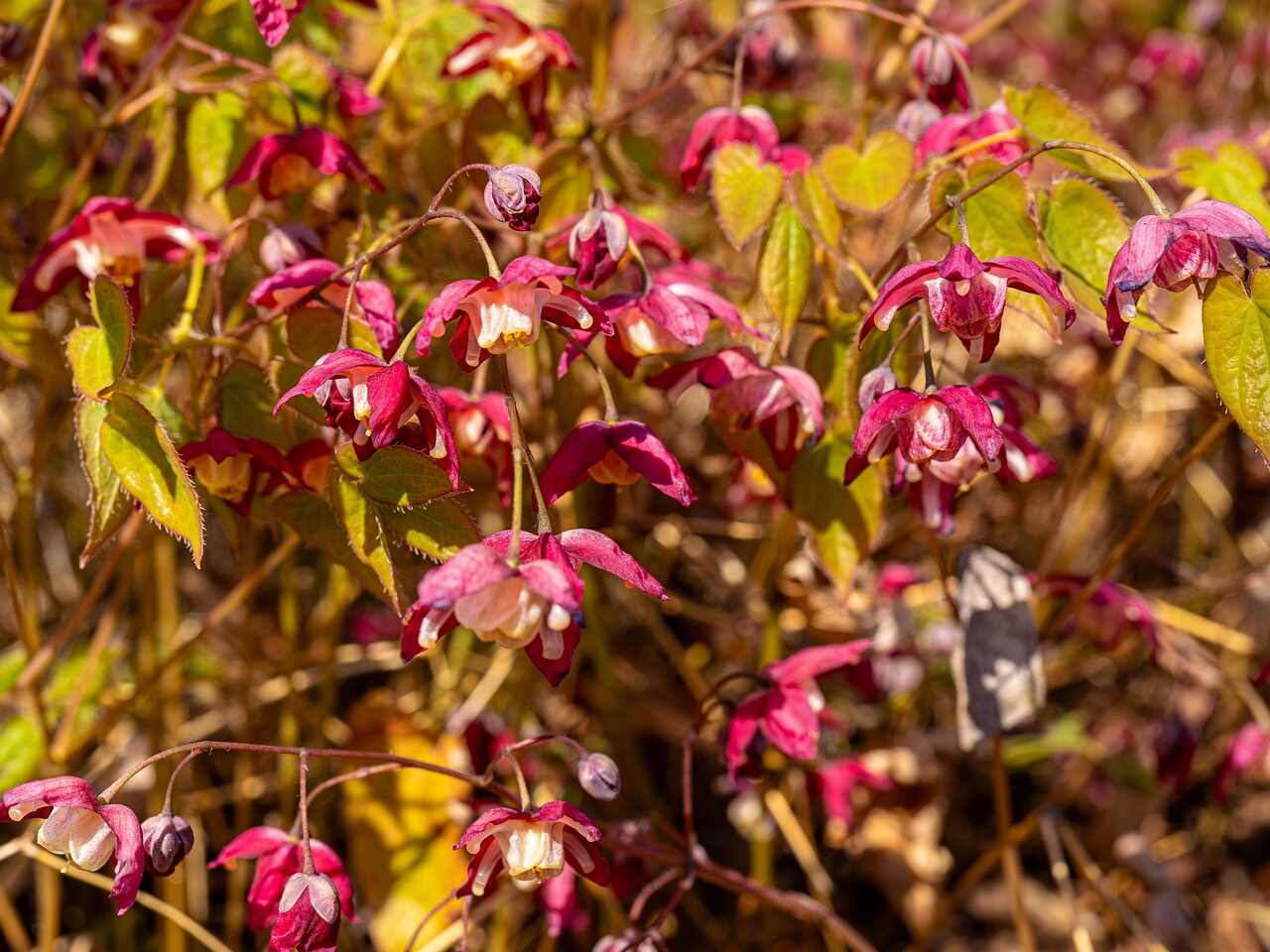 Epimedium x rubrum _2026-05-08_1-10