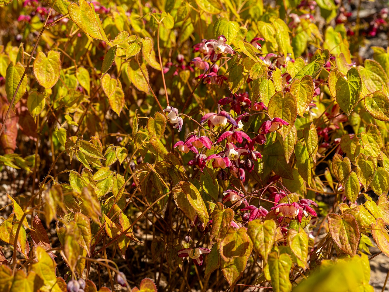 Epimedium x rubrum _2026-05-08_1-2