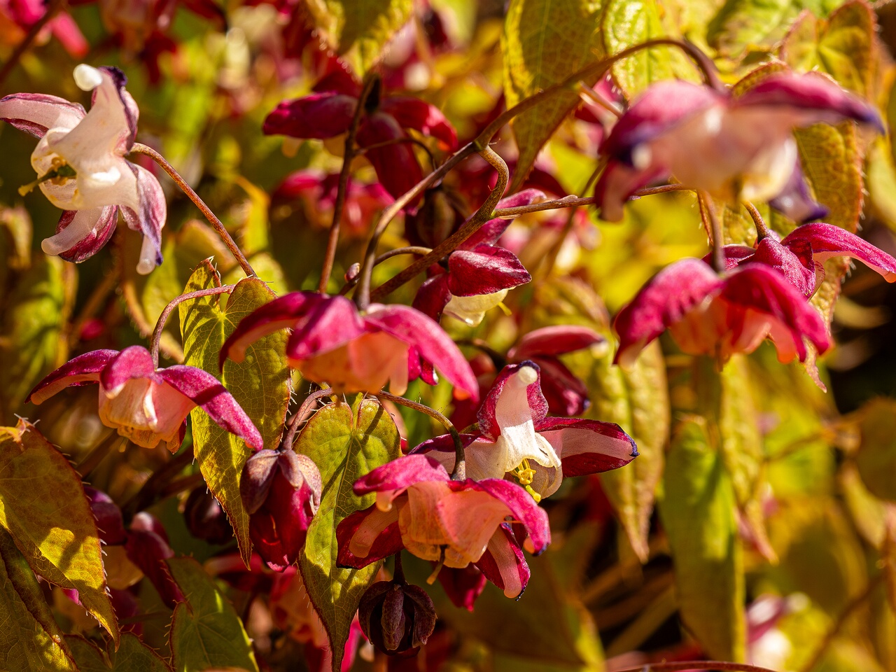 Epimedium x rubrum _2026-05-08_1-5