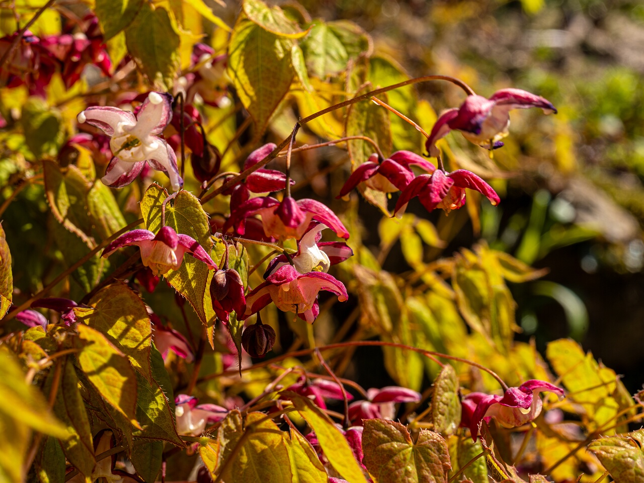 Epimedium x rubrum _2026-05-08_1-7