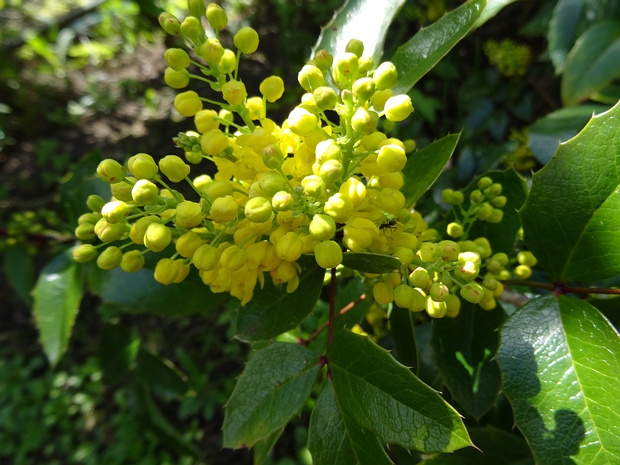 Барбарис падуболистный - Berberis ilicifolia