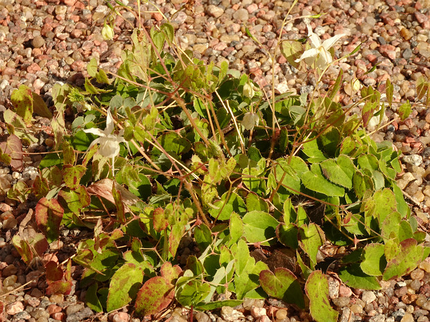 Горянка крупноцветковая разн. хигойская - Epimedium grandiflorum var. higoense