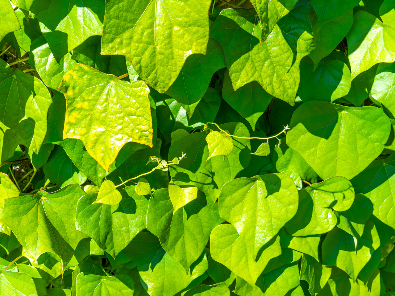 tallinn_botanical_garden_vines_garden-1