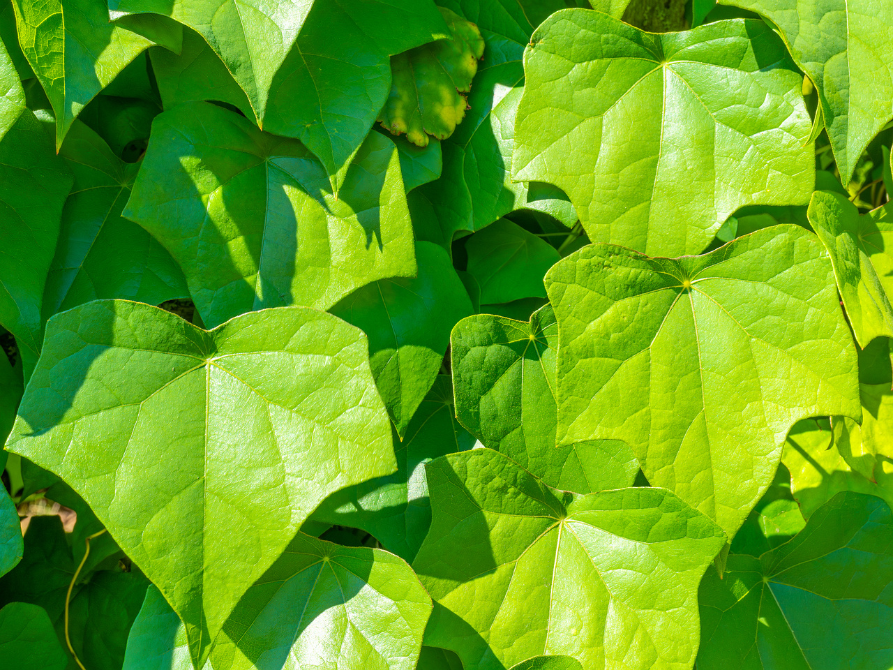 tallinn_botanical_garden_vines_garden-2