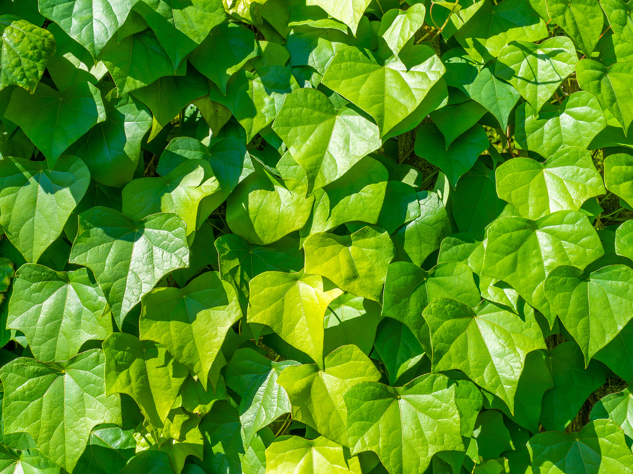 tallinn_botanical_garden_vines_garden-3