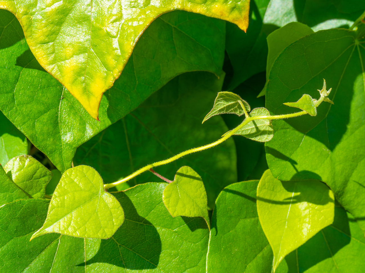 tallinn_botanical_garden_vines_garden-4