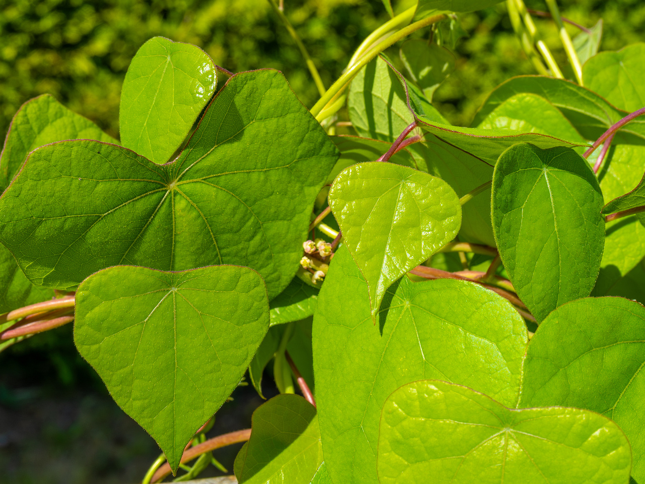 tallinn_botanical_garden_vines_garden-6