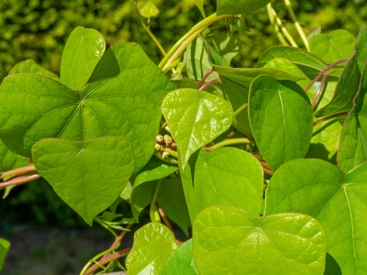 tallinn_botanical_garden_vines_garden-7